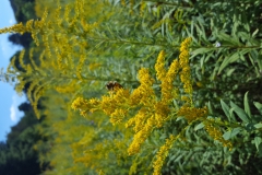 Bee and Goldenrod Bee and Goldenrod