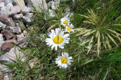 FRFlowers FRFlowers