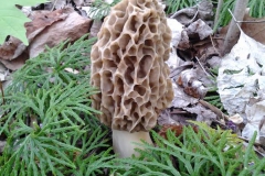 morel 5-3-15 morel 5-3-15