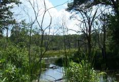 orland wetland orland wetland