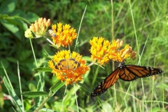 orland butterfly weed orland butterfly weed