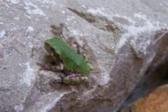 treefrog treefrog