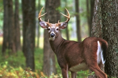 whitetail_buck whitetail_buck