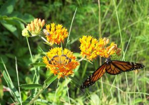 orland-butterfly-weed