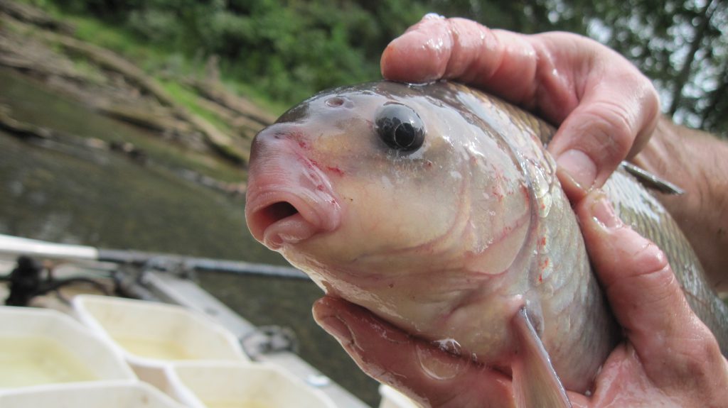 Fishing Raccoon Creek