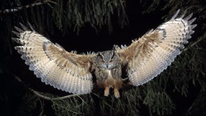 great-horned-owl-to